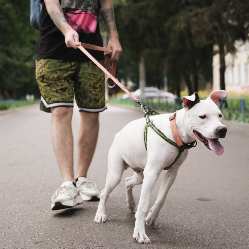 dog pulling owner